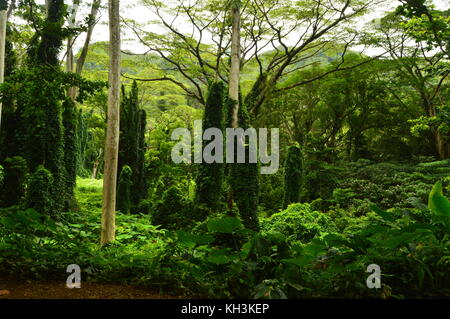 Jungle Island, nach einem Morgen Regen. Oahu, Hawaii, USA, EEUU. Stockfoto