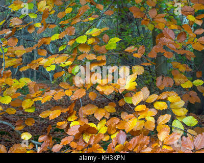 Buche Fagus Sylvatica Felbrigg große Holz Norfolk UK Anfang November Stockfoto