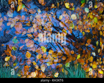 Buche Fagus sylvatica die Blätter im Wald Teich Felbrigg großen Wald Norfolk UK Anfang November Stockfoto