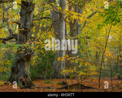 Buche Fagus Sylvatica Felbrigg große Holz Norfolk UK Anfang November Stockfoto