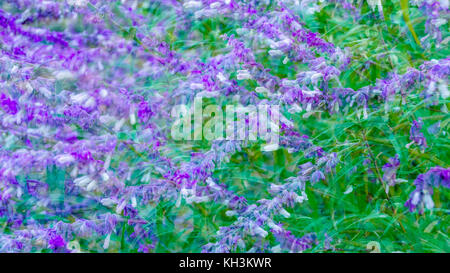 Bunte Blumen der Mexikanischen bush Salbei Hintergrund Stockfoto