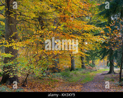 Buche Fagus Sylvatica Felbrigg große Holz Norfolk UK Anfang November Stockfoto