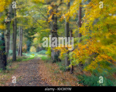 Buche Fagus Sylvatica Felbrigg große Holz Norfolk UK Anfang November Stockfoto