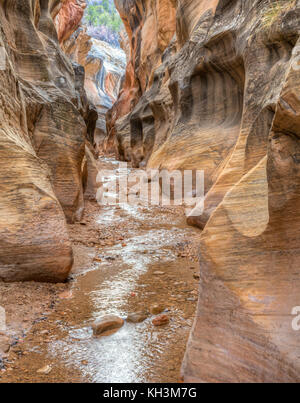 Bunt gestreifte Wände die in Willis Creek Canyon im Grand Staircase verengt - Escalante National Monument in der Nähe von Cannonville, Utah. Stockfoto