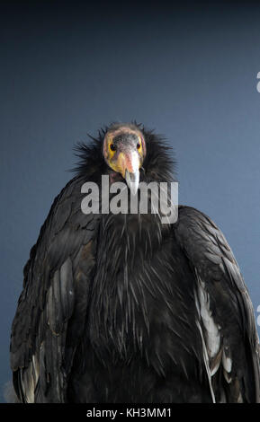 Kalifornien-Kondor Portrait Stockfoto