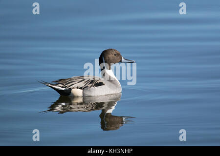 Ein einsamer Mann pintail Ente schwimmt in ruhigen blauen Wasser am Bosque Del Apache entlang der zentralen Flyway in New Mexiko. Stockfoto