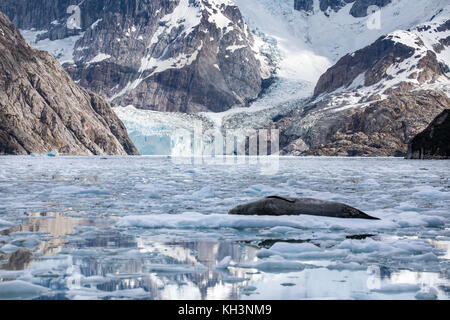 Ein leopard Dichtung Mutter mit Welpen auf Eis im Parry fjord, in der Nähe von Karukinka Naturpark, Chile Stockfoto