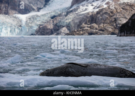 Ein leopard Dichtung Mutter mit Welpen auf Eis im Parry fjord, in der Nähe von Karukinka Naturpark, Chile Stockfoto