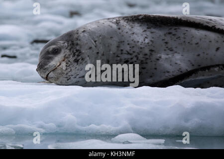 Ein leopard Dichtung Mutter mit Welpen auf Eis im Parry fjord, in der Nähe von Karukinka Naturpark, Chile Stockfoto