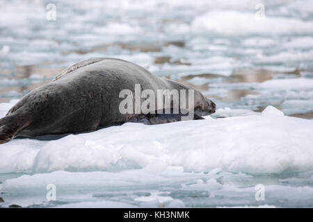 Ein leopard Dichtung Mutter mit Welpen auf Eis im Parry fjord, in der Nähe von Karukinka Naturpark, Chile Stockfoto