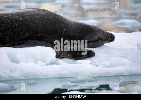 Ein leopard Dichtung Mutter mit Welpen auf Eis im Parry fjord, in der Nähe von Karukinka Naturpark, Chile Stockfoto