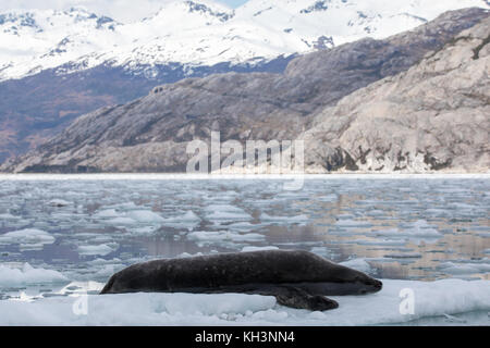 Ein leopard Dichtung Mutter mit Welpen auf Eis im Parry fjord, in der Nähe von Karukinka Naturpark, Chile Stockfoto