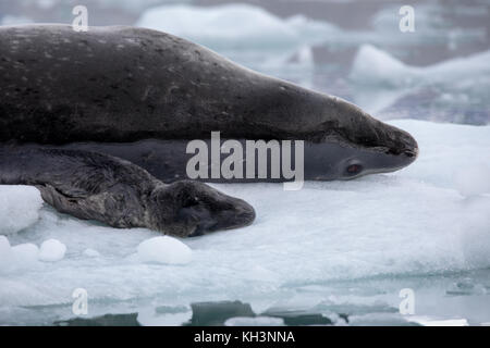 Ein leopard Dichtung Mutter mit Welpen auf Eis im Parry fjord, in der Nähe von Karukinka Naturpark, Chile Stockfoto