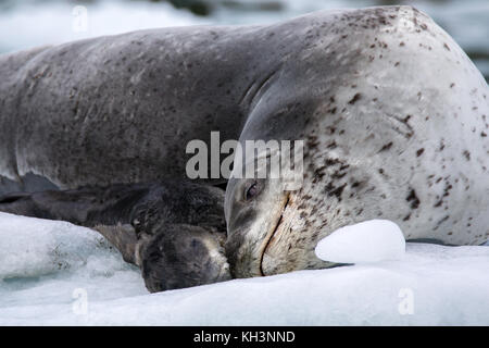 Ein leopard Dichtung Mutter mit Welpen auf Eis im Parry fjord, in der Nähe von Karukinka Naturpark, Chile Stockfoto