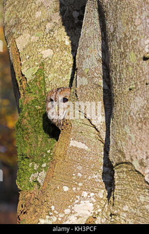 Waldkauz Strix aluco von in Gefangenschaft gehaltenen Vögeln in Buche Fagus sylvatica Baum markieren Esche New Forest Hampshire England Stockfoto