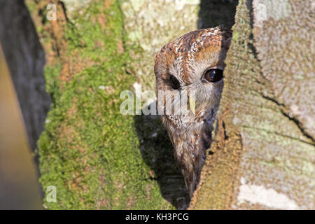Waldkauz Strix aluco von in Gefangenschaft gehaltenen Vögeln in Buche Fagus sylvatica Baum markieren Esche New Forest Hampshire England Stockfoto