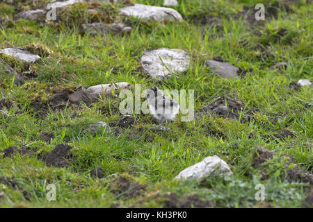 Eurasischen Austernfischer Haematopus ostralegus Küken Schottland Stockfoto