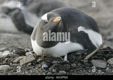 Gentoo Pinguin Pygoscelis papua sitzen auf Nest ausbrüten ei Falkland Inseln Stockfoto