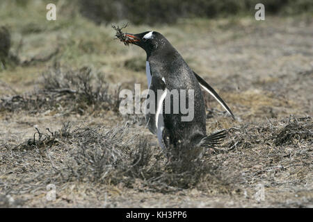 Gentoo Pinguin Pygoscelis papua Material sammeln ein Nest Falkland Inseln zu bauen Stockfoto