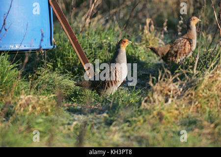 Rebhuhn Perdix perdix Weibchen in der Nähe der Saatguttank Stockfoto