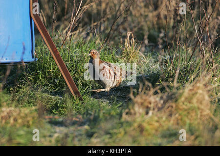 Rebhuhn Perdix perdix Weibchen in der Nähe der Saatguttank Stockfoto