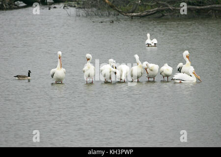 American White Pelican Pelecanus erythrorhynchos Gruppe stehend auf Log in einem See getaucht Stockfoto