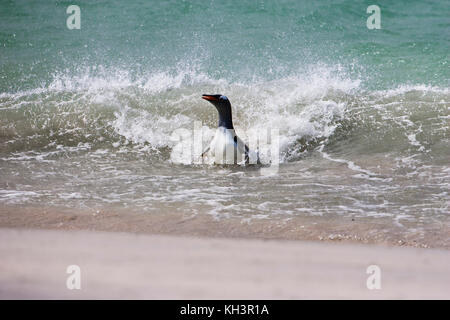 Gentoo Pinguin Pygoscelis papua Rückkehr vom Meer Raubtiere trostlosen Insel Falkland Inseln zu vermeiden. Stockfoto