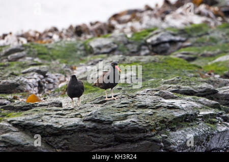 Schwärzliche Austernfischer Haematopus ater Sea Lion Island Falkland Inseln Stockfoto