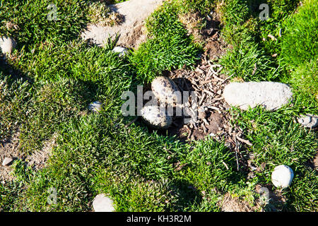 Magellanschen Austernfischer Haematopus leucopodus Eier im Nest auf Saunders Island Falkland Inseln Stockfoto