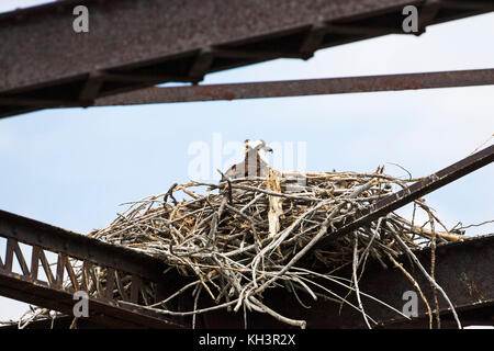 Fischadler, Pandion haliaetus auf Nest auf einer Brücke über den Yellowstone River in der Nähe von Pompeius Säule National Monument Montana USA Juni 2015 gebaut Stockfoto