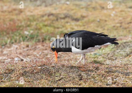 Magellanschen Austernfischer Haematopus leucopodus Fütterung im Grünland Seelöwen Island Falkland Inseln Britisches Überseegebiet Dezember 2016 Stockfoto