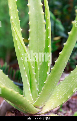 Aloe vera wächst aus dem Boden in Asien tropischen Bereich im Frühling. Stockfoto