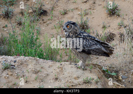 Uhu/Uhu (Bubo bubo) oben auf einem kleinen Hügel in einem Sandkasten gehockt, aktiv für seine nächtlichen Lebens, bereit, Bav ausziehen, Wil Stockfoto