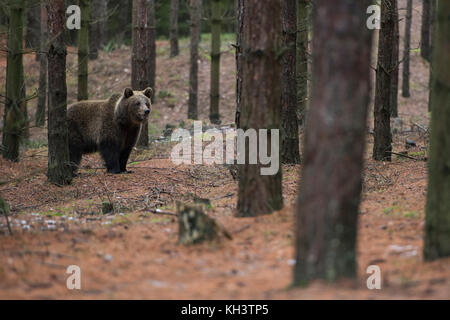 Europäischer Braunbär / Braunbaer ( Ursus arctos ), junger Jugendlicher, der seine Umgebung erkundet, im Wald steht, in der Ferne, Europa. Stockfoto