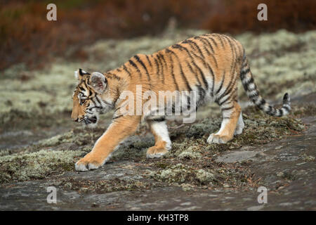 Königlicher Bengaler Tiger ( Panthera tigris ), Wandern, über einem Felsplateau schleichen, Ganzkörperansicht von der Seite, junges Tier in natürlicher Umgebung. Stockfoto