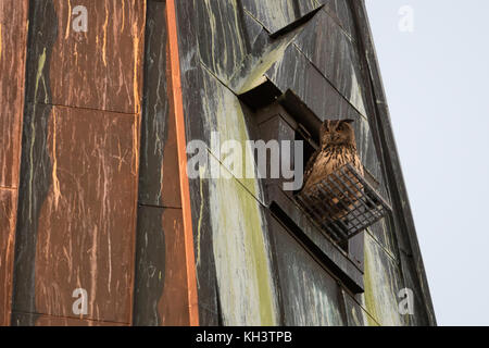 Eurasische Eule / Europäischer Uhu ( Bubo bubo ) Erwachsene Hündin, vor einer Nisthilfe in einer Kirche thront, urbane Umgebung, Wildtiere, Europa. Stockfoto