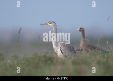 Graureiher/Graureiher (Ardea cinerea) zusammen mit White fronted goose (Winter Gast) in der natürlichen Umgebung, weiches Licht, Wildlife, Europa. Stockfoto