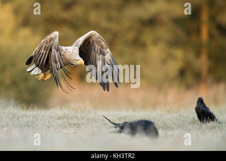 Seeadler / Seeadler ( Haliaeetus albicilla ) im Flug nahe über gefrorenem Boden, am Waldrand, warmes Morgenlicht Stockfoto