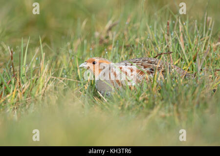 Rebhuhn rebhuhn (Perdix perdix/), sitzend, versteckt in einer Wiese, seltene Vogelarten der offenen Felder und Ackerland, drohte durch intensive Landwirtschaft, wildli Stockfoto