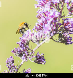 Eine Makroaufnahme einer Biene Fütterung von einem sommerflieder Bush. Stockfoto