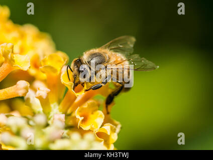 Eine Makroaufnahme eines Honey Bee Pollen sammeln von einem gelben Schmetterling Bush. Stockfoto