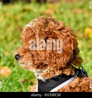 Red Cockapoo puppy dog Stockfoto