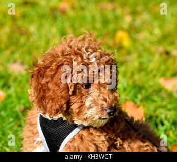 Red Cockapoo puppy dog Stockfoto