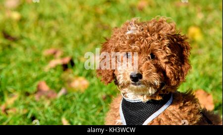 Red Cockapoo puppy dog Stockfoto