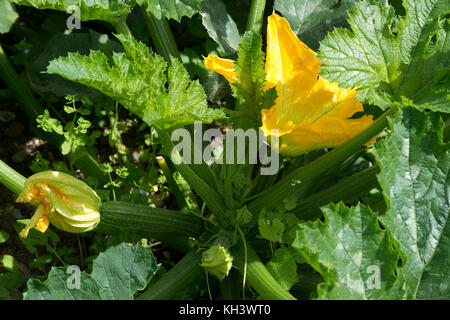 Gelbe männliche und weibliche Blüten auf einem Zucchini oder Zucchini Anlage mit junge Frucht Entwicklung unter Bold cucurbit Typ dunkelgrüne Blätter Stockfoto