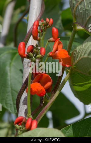 Bright Scarlet Rot Blumen von stangenbohnen mit dunkelgrünen Blätter auf hülsenfrucht Pflanzen wachsen oben Bambusrohren Stockfoto