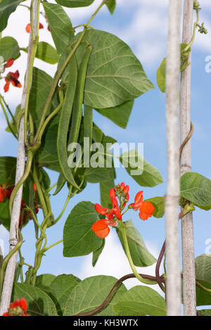 Bright Scarlet Rot Blumen und der Entwicklung von runner bean Pods mit dunkelgrünen Blätter auf hülsenfrucht Pflanzen wachsen oben Bambusrohren Stockfoto