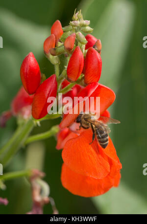 Honigbiene, APIs mellifera, auf der Suche nach knallroten Blüten der Bohnen, Berkshire, August Stockfoto