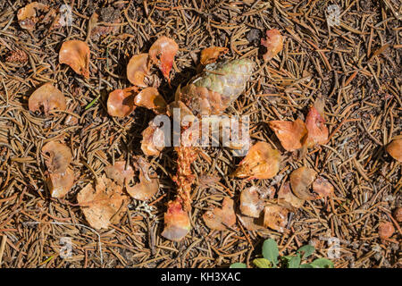 Tierspuren: Halb gefressene Pinecone, gegessen bij ein Europäischer Rothörnchen, Sciurus vulgaris. Stockfoto