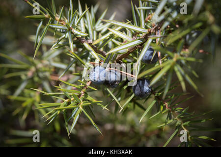 Eine gemeinsame Wacholder, Juniperus communis, mit reifen Beeren. Stockfoto
